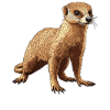 Mongoose's Mongoose