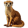 Mongoose's Mongoose
