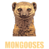 Mongoose's Mongoose