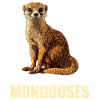 Mongoose's Mongoose