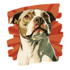 American Staffordshire