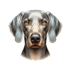 Dog Face - Weimaraner