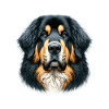 Dog's Face - Tibetan Mastiff
