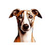 Dog Face - Whippet