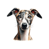 Dog Face - Whippet