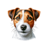 hundefjes - Jack Russell Terrier
