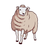 Kawaii Texel Sheep