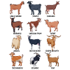 Many different goats
