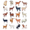 Petting zoo - lots of goats