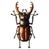 Hirschkäfer