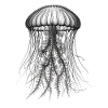 X-ray X-Ray Style Medusa Jellyfish