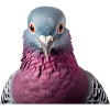 Dove