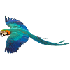 Macaw