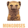 Mungos Mungo