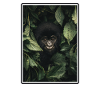 Berggorillas Berggorilla