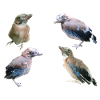 Jay Young Birds
