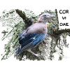 Jay Corvidae