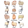 Sheep breeds - sheep motif