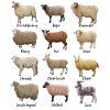 Sheep Drawings - Sheep