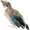 Jay Young Bird