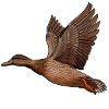 Enten Design