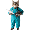 Katze