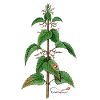 Nettle (Urtica dioica)