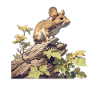 Mice Mouse