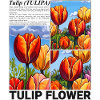 Tulip Flower Nature Spring Botanical Gift