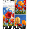 Tulip Spring Nature Flower Botanical Gift