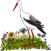 Stork bird