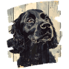 Cocker Spaniel