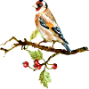 Bunter Vogel