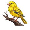 BIRD CANARY BIRD