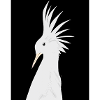 Bird - plumage - proud cockatoo