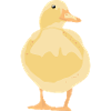 yellow duck