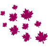 Maple Leaves