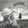 Funny Cat Selfie UFOs