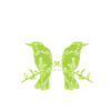 Bird Watching Cute Bird Lover