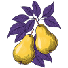 Pears
