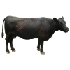 Boeuf noir