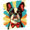 Boston Terrier
