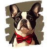 Boston Terrier