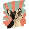 Boston Terrier