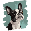 Boston Terrier