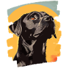 Labrador