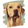 Labrador