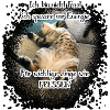 Faule Katze
