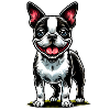 Cute Bostie Dog