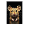 Mice Mouse